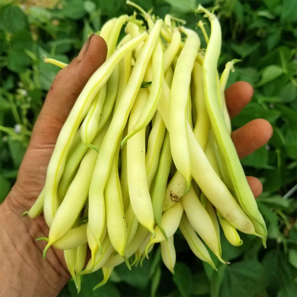 Sow True Seed Bush Bean Seeds Cherokee Wax - Thumbnail 5