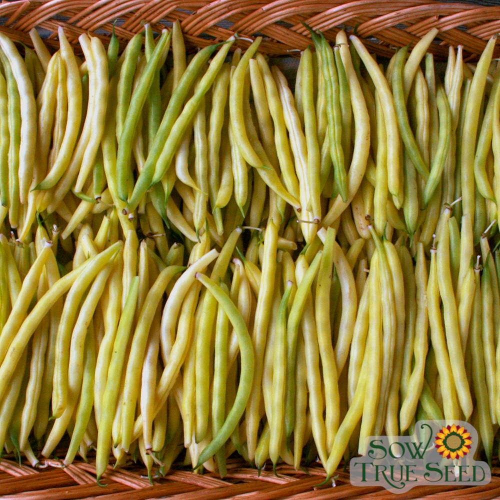 Bush Bean Seeds - Cherokee Wax