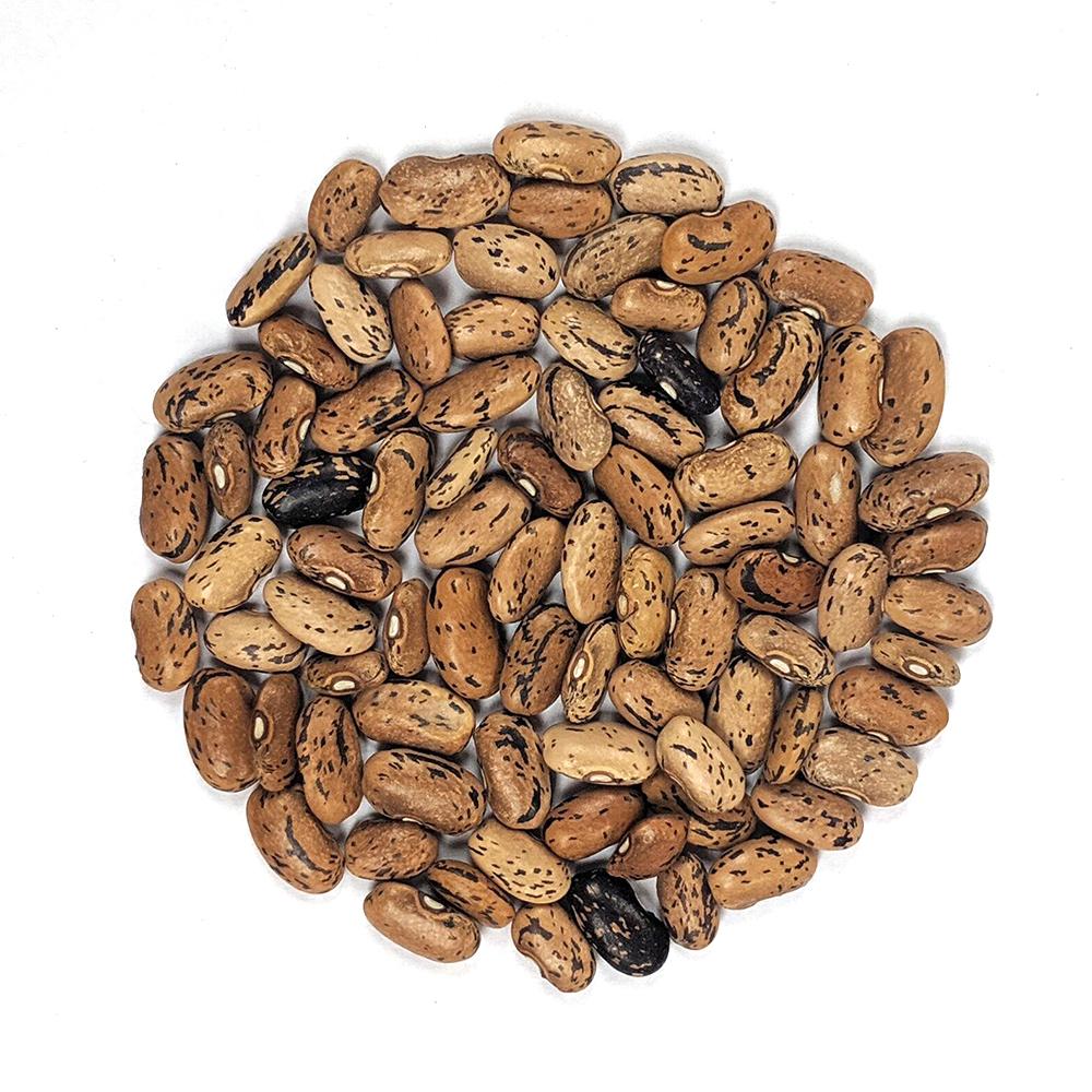 Bush Bean - Dragon Tongue - Sow True Seed