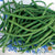 Bush Bean - Maxibel Haricot Vert, ORGANIC - Sow True Seed