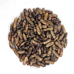 Bush Bean - Maxibel Haricot Vert, ORGANIC - Sow True Seed