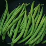 Bush Bean - Provider, ORGANIC - Sow True Seed