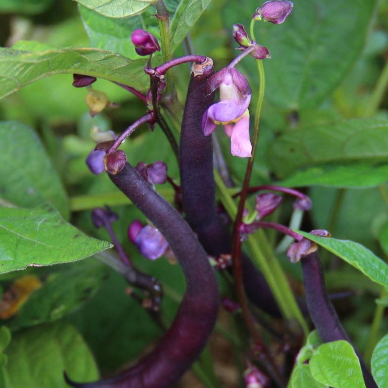 planting bush beans from seeds Bush Bean seeds- Royal Burgundy | Sow True Seed | Open- Pollinated