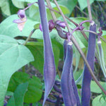 Bush Bean - Royal Burgundy - Sow True Seed