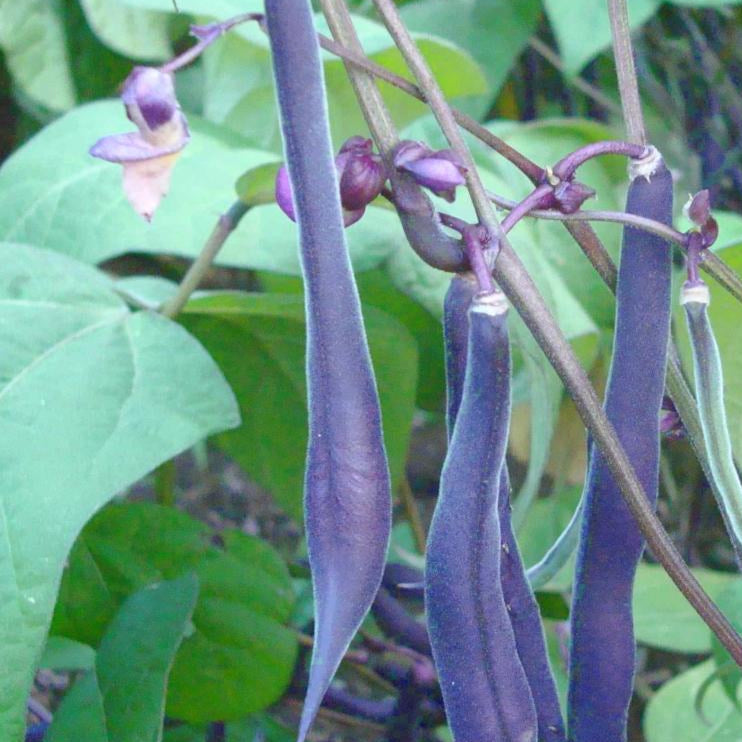 Bush Bean - Royal Burgundy - Sow True Seed