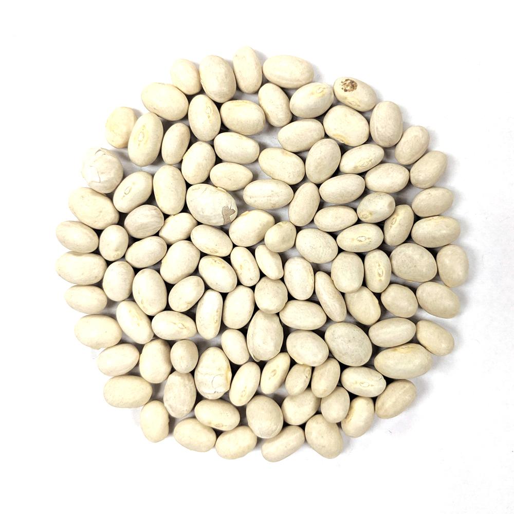 Drying Bean - Marrowfat - Sow True Seed
