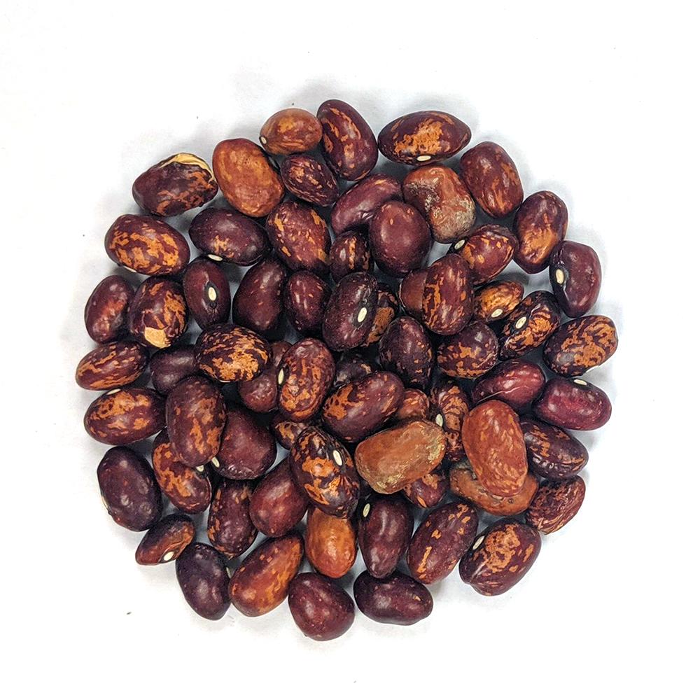 Drying Bean - Whipple ORGANIC - Sow True Seed