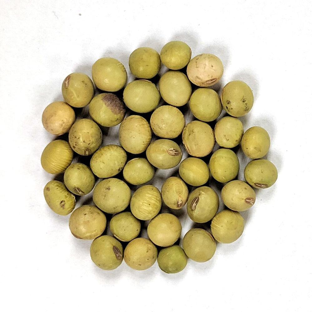 Soy Bean (Edamame) - Chiba Green, ORGANIC - Sow True Seed