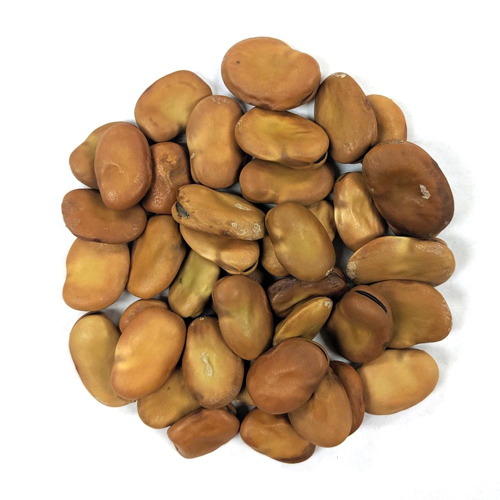 Fava Bean Seeds - Aquadulce