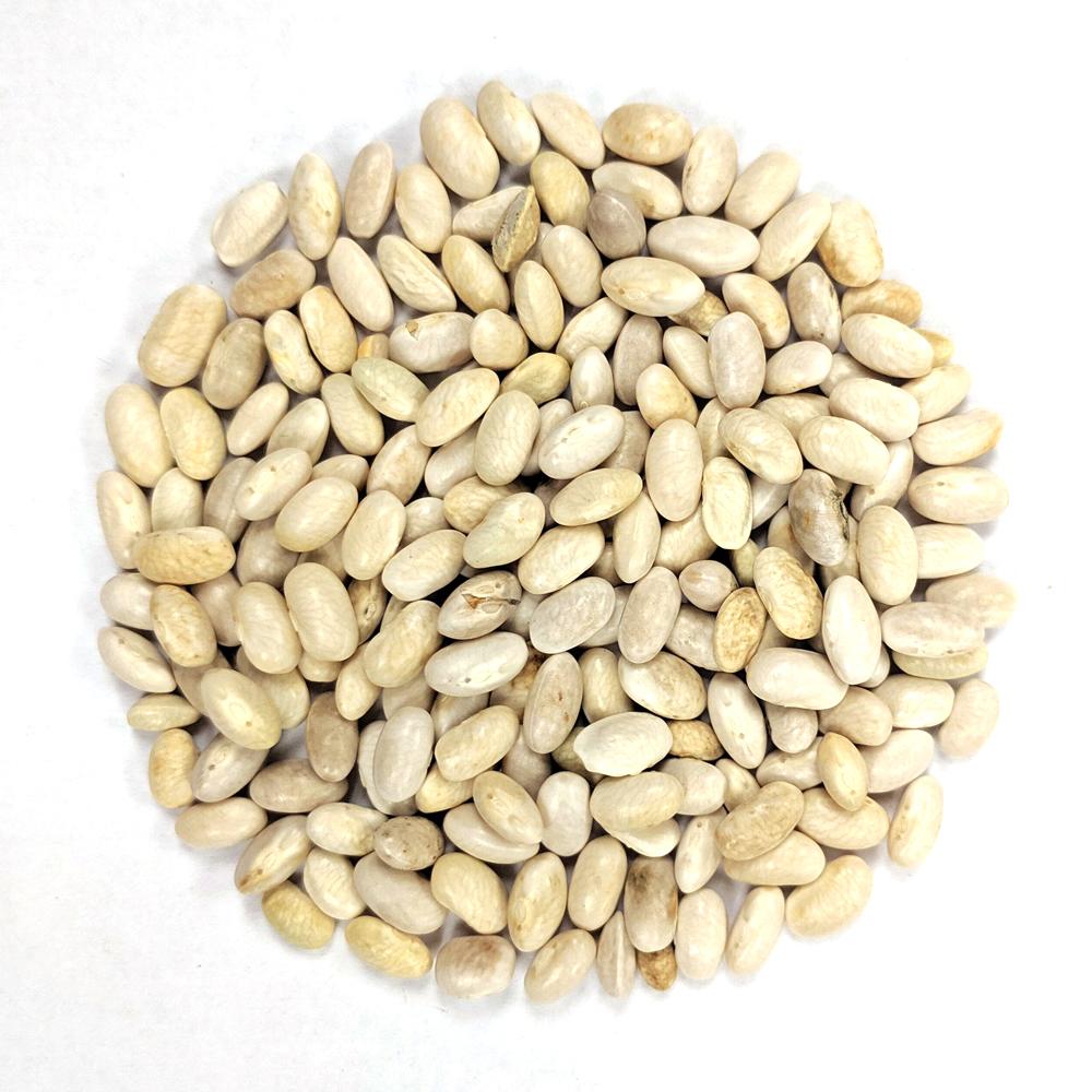 Half Runner Bean - Nantahala White - Sow True Seed