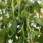 Half Runner Bean - Nantahala White - Sow True Seed