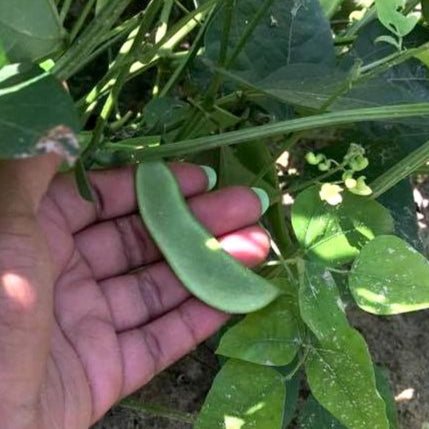 Lima Bean - Henderson Bush - Sow True Seed