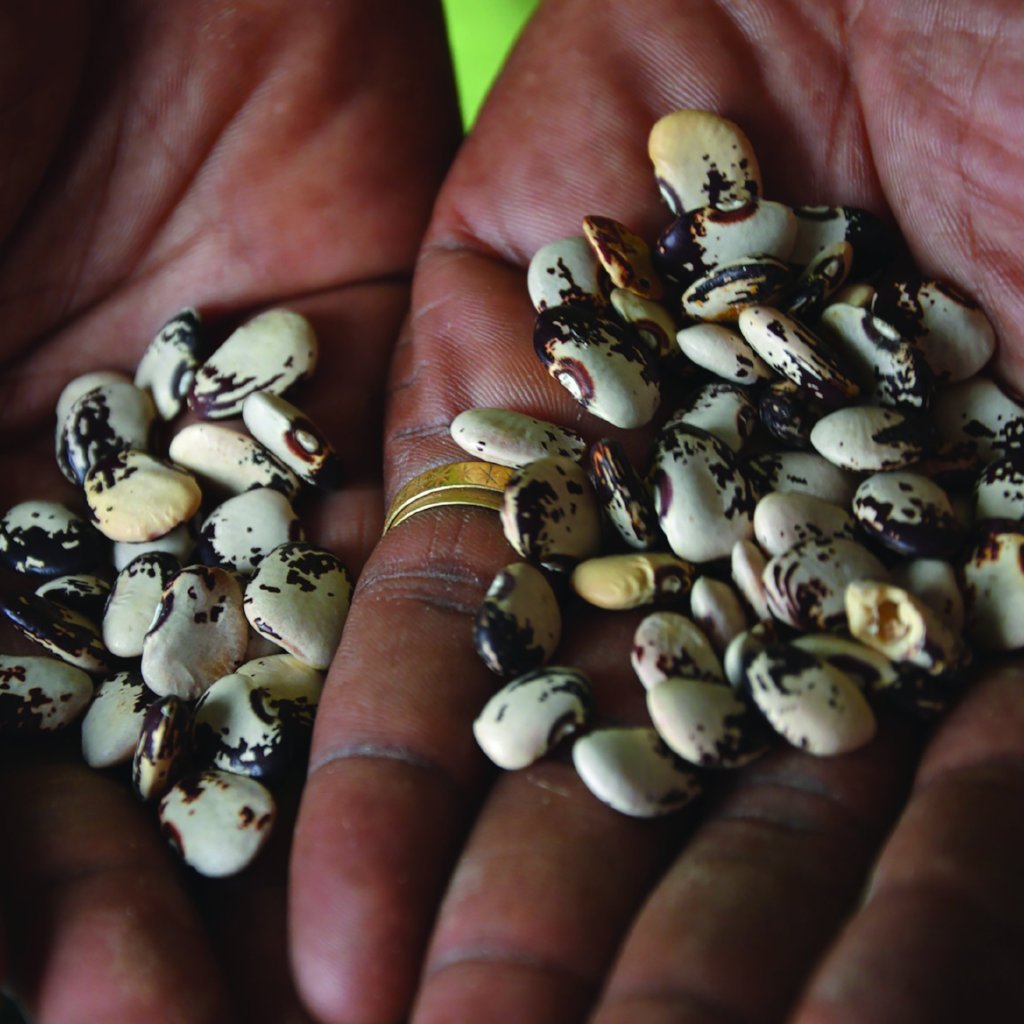 Lima Bean - Shantyboat Butterbean - Sow True Seed