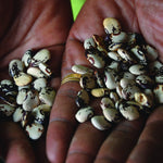 Lima Bean - Shantyboat Butterbean - Sow True Seed