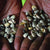 Lima Bean - Shantyboat Butterbean - Sow True Seed