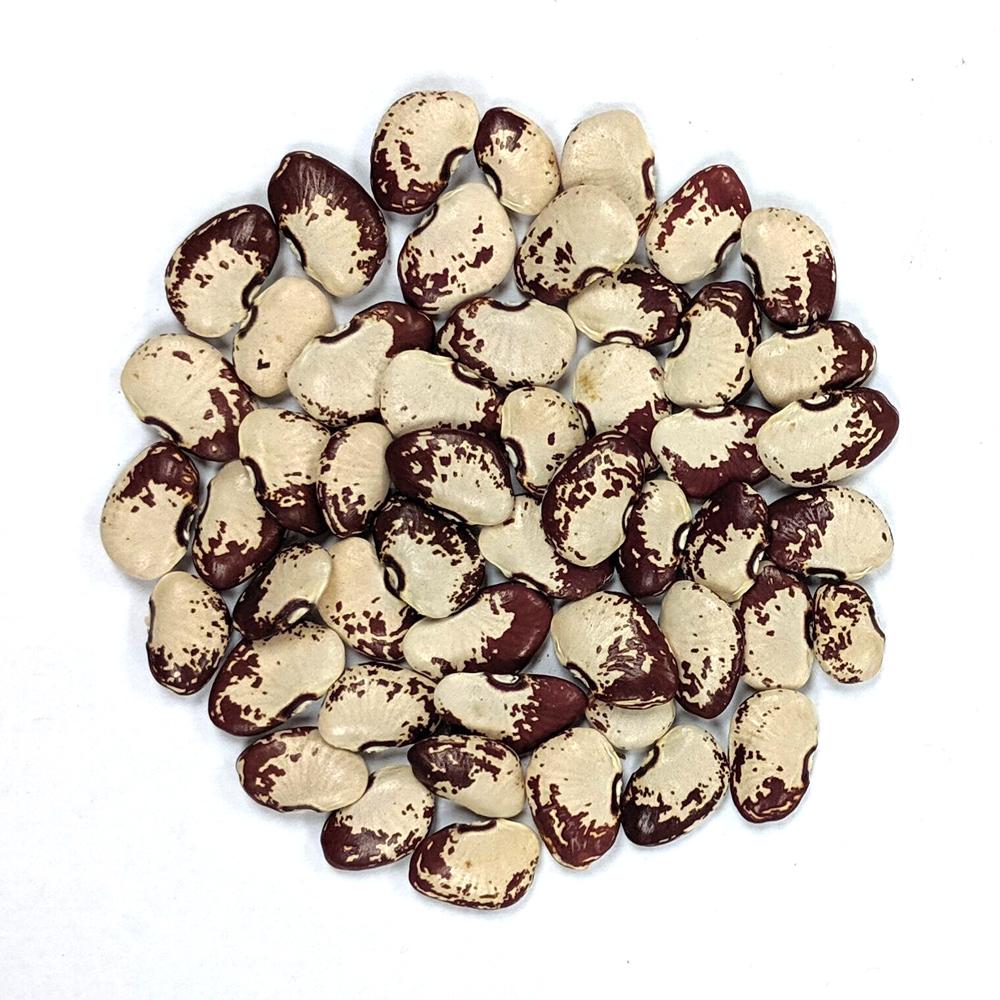 Lima Bean - Shantyboat Butterbean - Sow True Seed