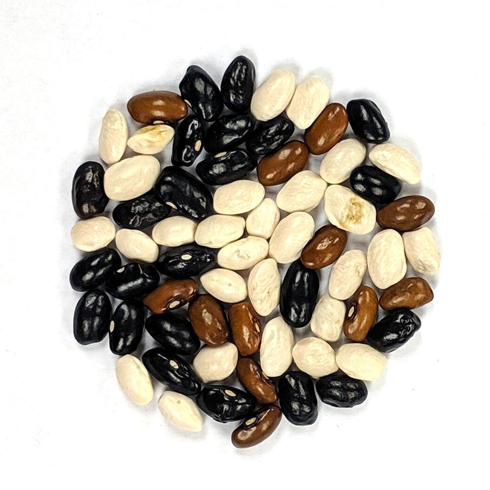 Pole Bean - Bertie Best Greasy - Sow True Seed
