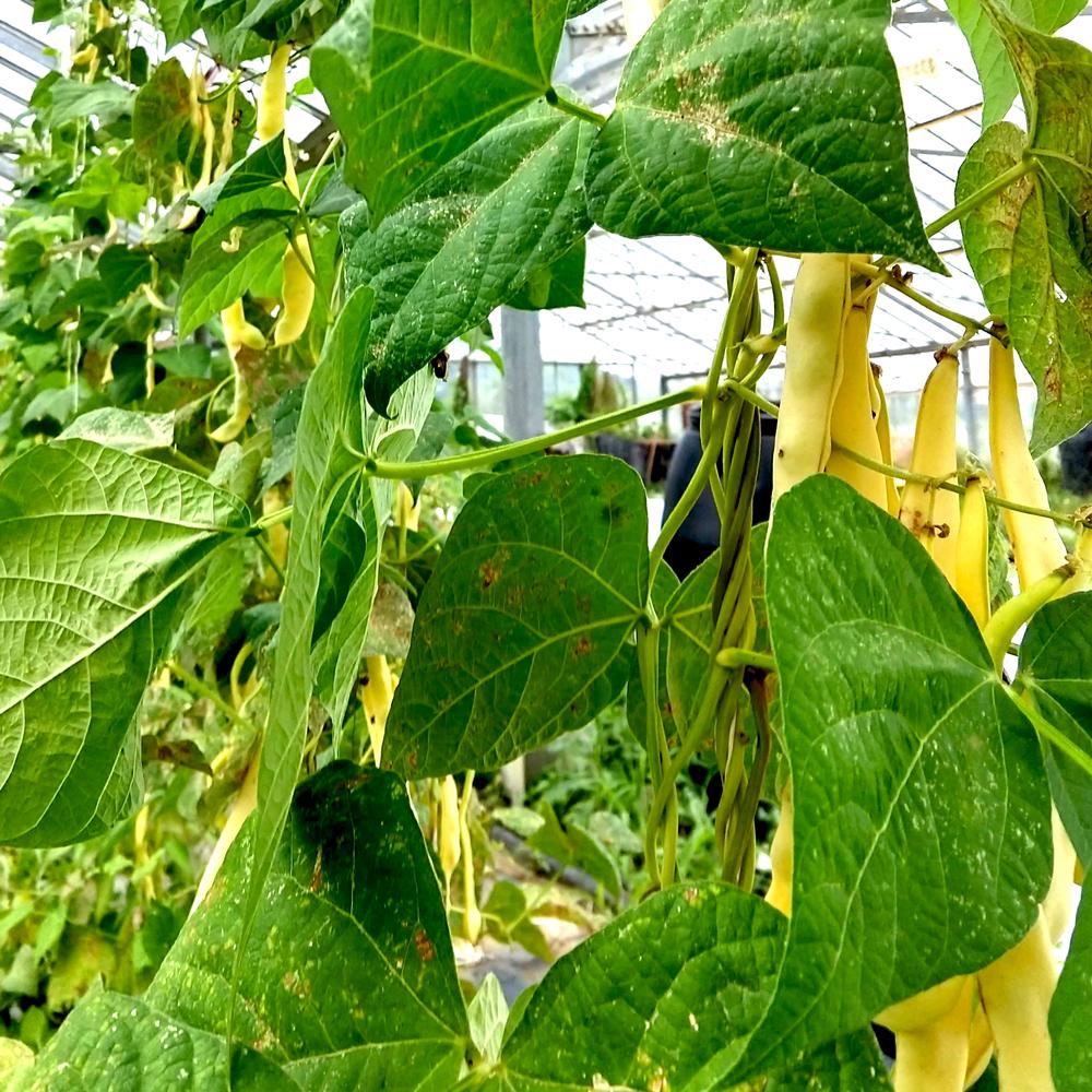 Pole Bean - Golden Gate Romano - Sow True Seed