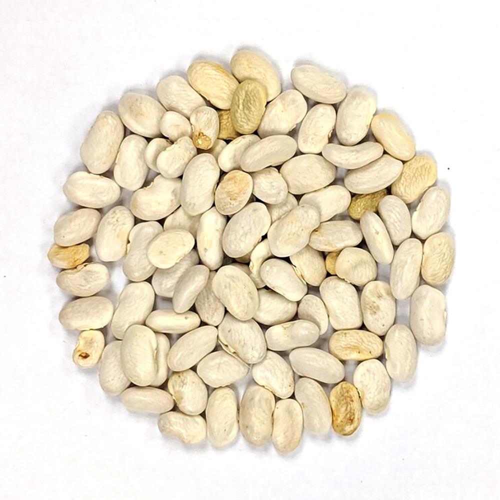 Pole Bean - Golden Gate Romano - Sow True Seed