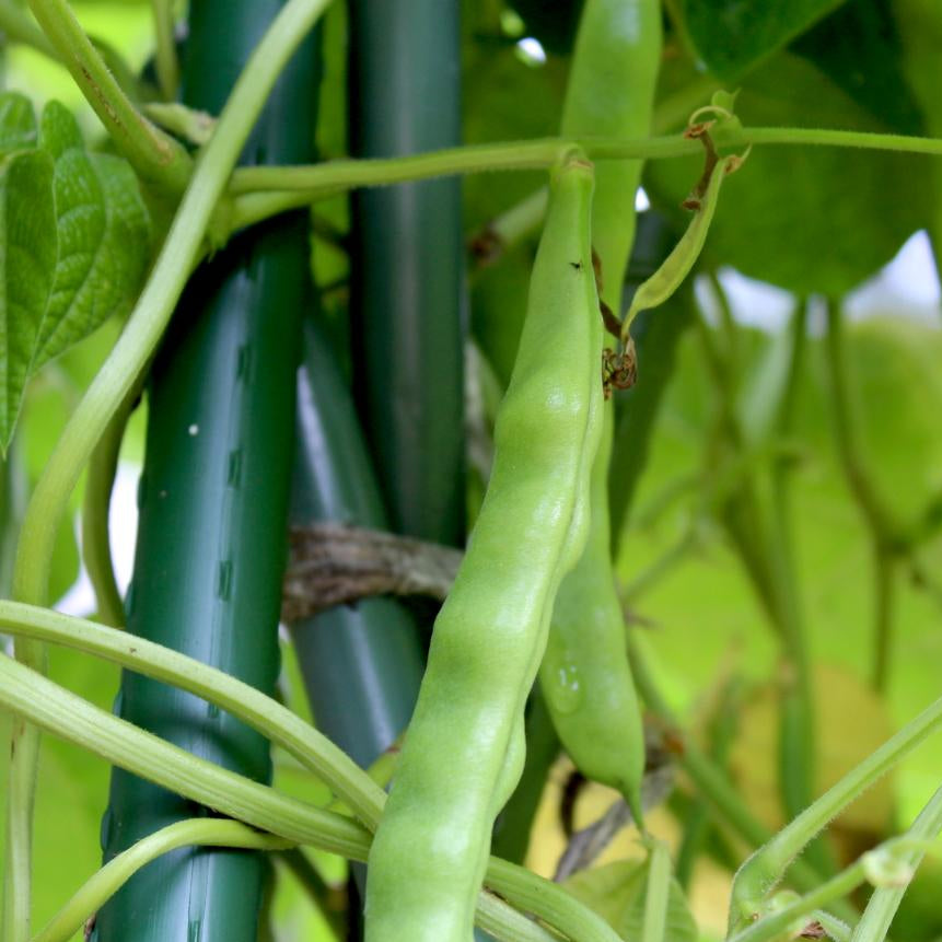 Pole Bean - Lazy Wife Greasy - Sow True Seed