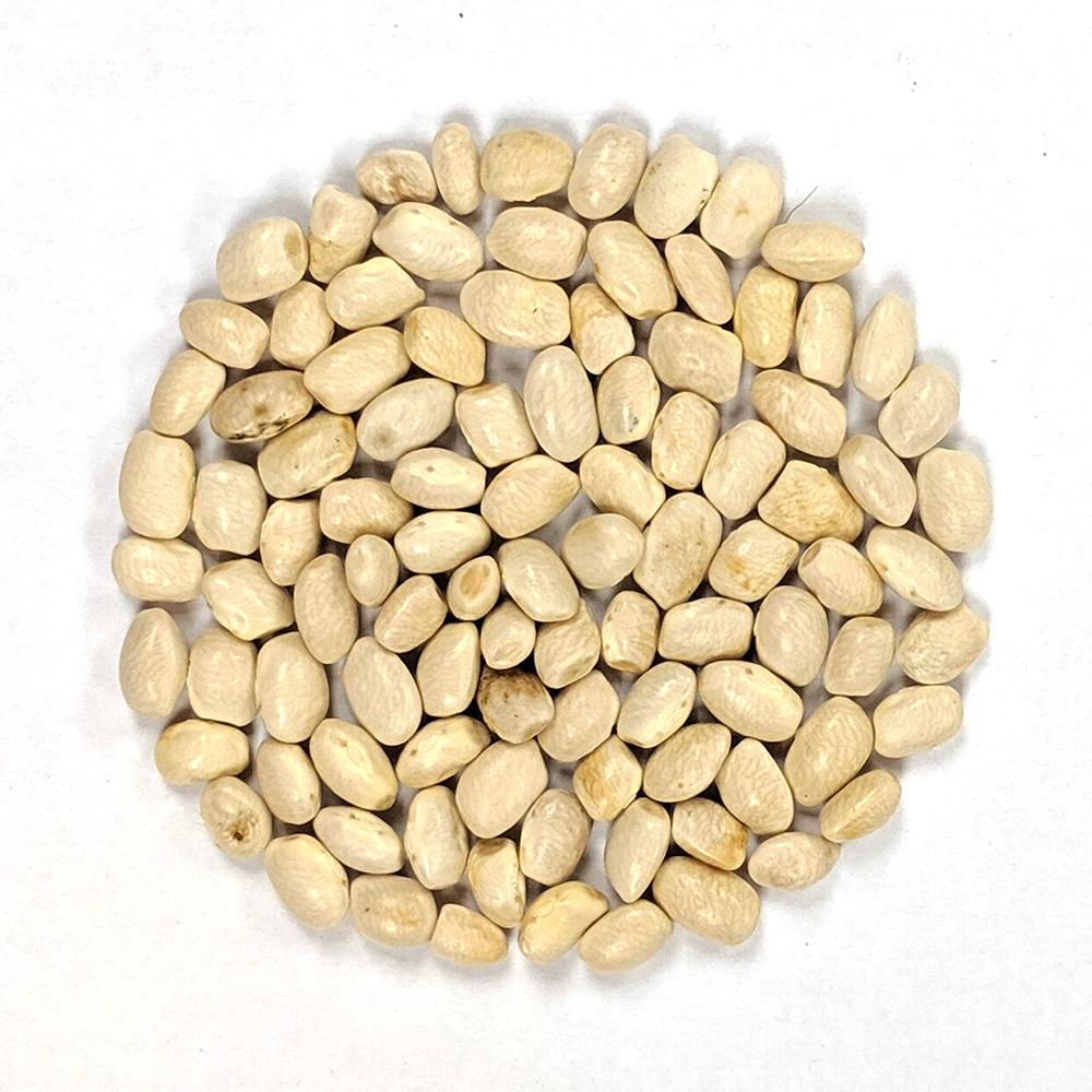 Pole Bean - Margaret Best Greasy Cut Short - Sow True Seed