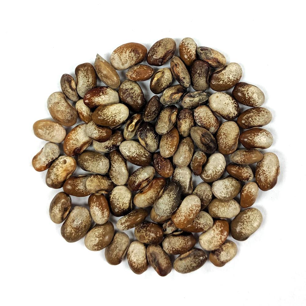 Pole Bean - Turkey Craw - Sow True Seed
