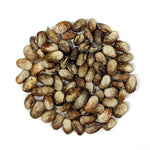 Pole Bean - Turkey Craw - Sow True Seed