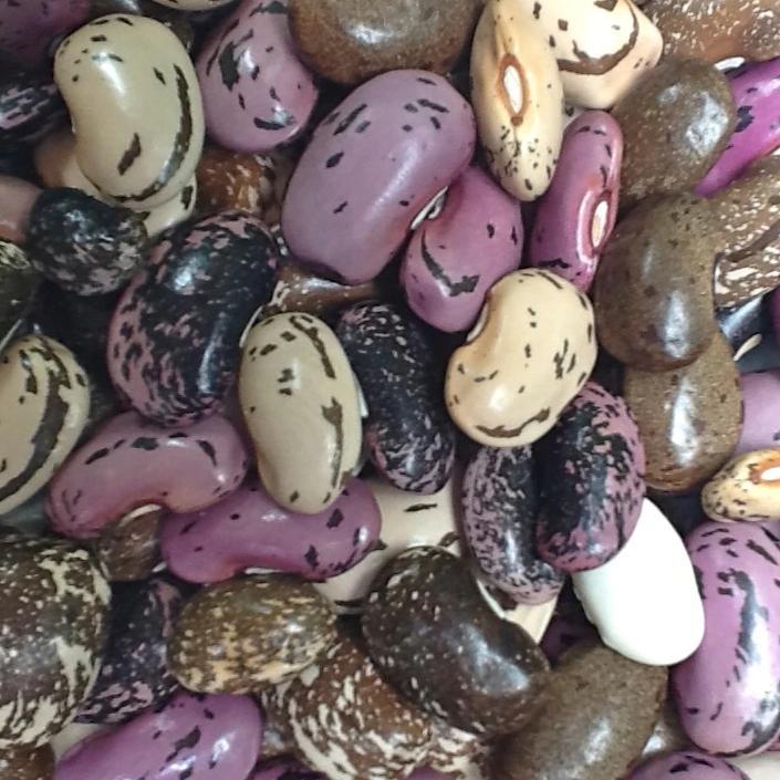 Runner Bean - Luther's Mixed Colors - Sow True Seed