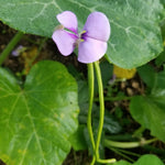 Asparagus Bean Seeds - Yard Long Red Seeded - Sow True Seed