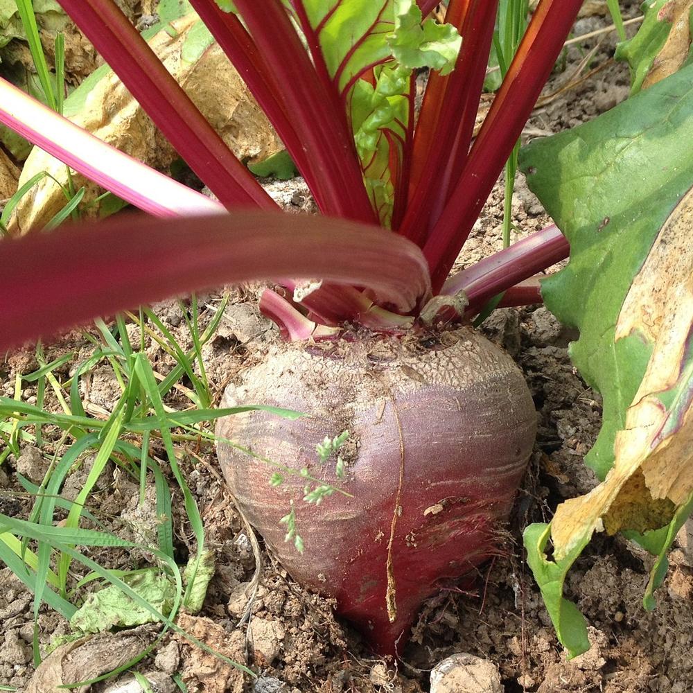 Beet Seeds - Bulls Blood - Sow True Seed