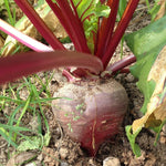 Beet Seeds - Bulls Blood - Sow True Seed