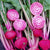 Beet Seeds - Chioggia, ORGANIC - Sow True Seed