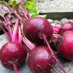 Beet Seeds - Early Wonder - Sow True Seed