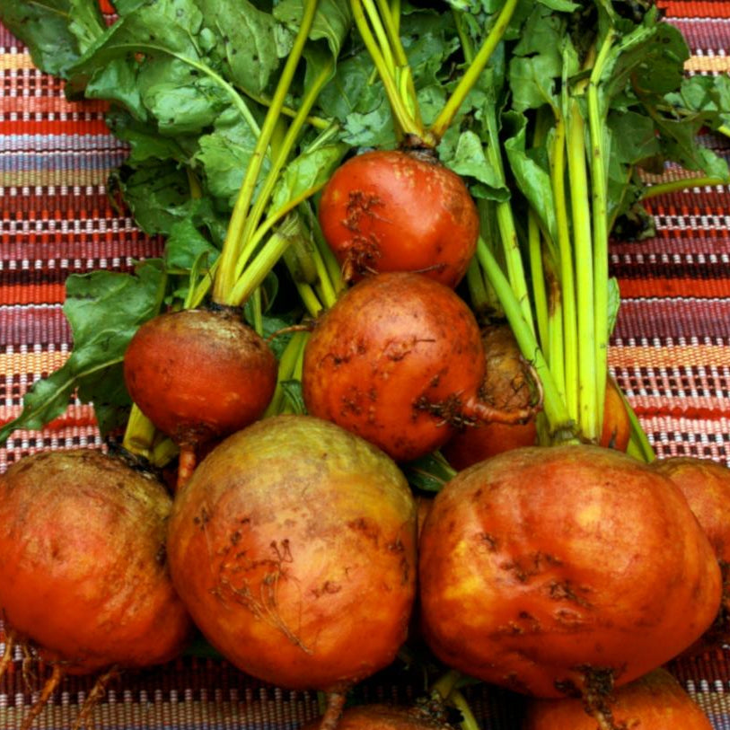 Beet Seeds - Golden Detroit - Sow True Seed