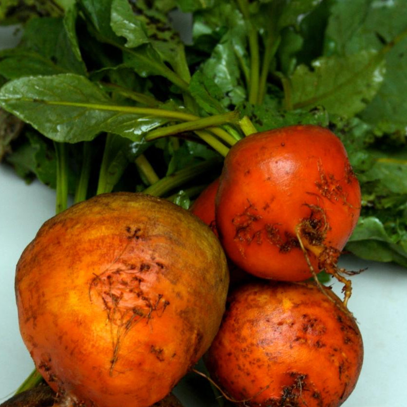 Beet Seeds - Golden Detroit - Sow True Seed