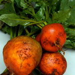 Beet Seeds - Golden Detroit - Sow True Seed