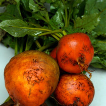 Beet Seeds - Golden Detroit - Sow True Seed