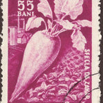 Beet Seeds - Cylindra - Sow True Seed