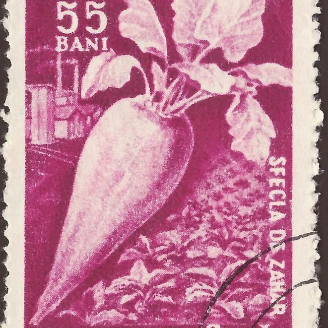 Beet Seeds - Cylindra - Sow True Seed