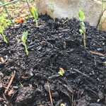 Pole Bean - Bertie Best Greasy - Sow True Seed