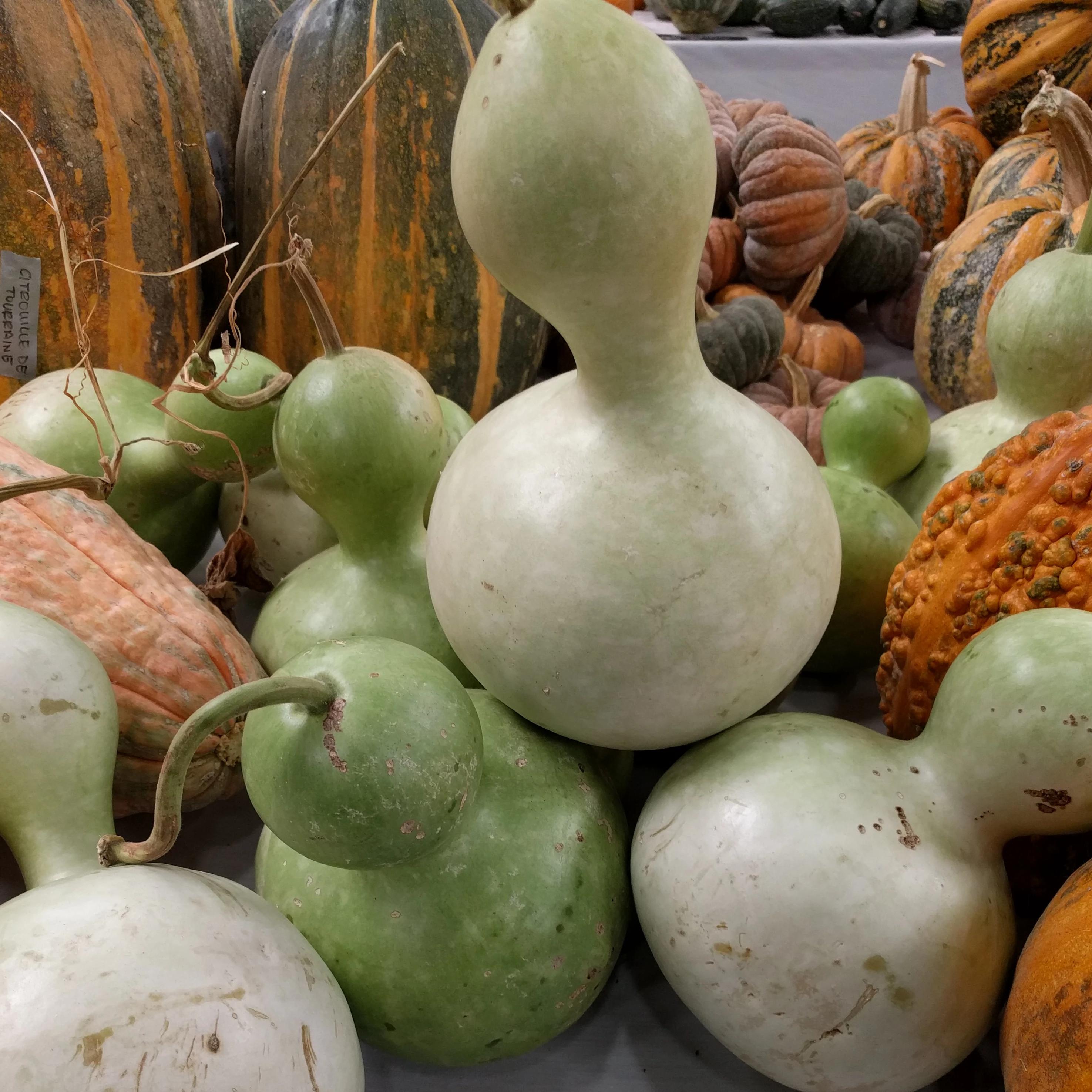 planting birdhouse gourd seeds Gourd Seeds