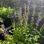 Lobelia Seeds - Great Blue Lobelia - Sow True Seed