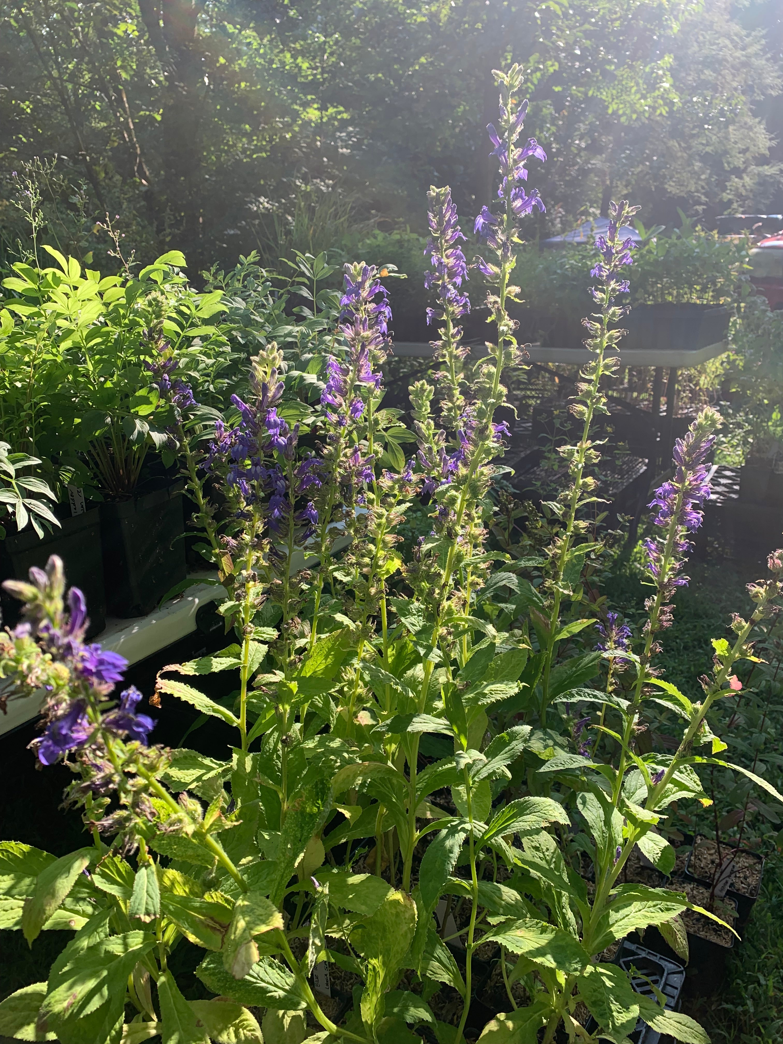 Lobelia Seeds - Great Blue Lobelia - Sow True Seed