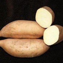 Sweet Potato - White Bonita, ORGANIC - Sow True Seed