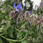 Borage Seed - Sow True Seed