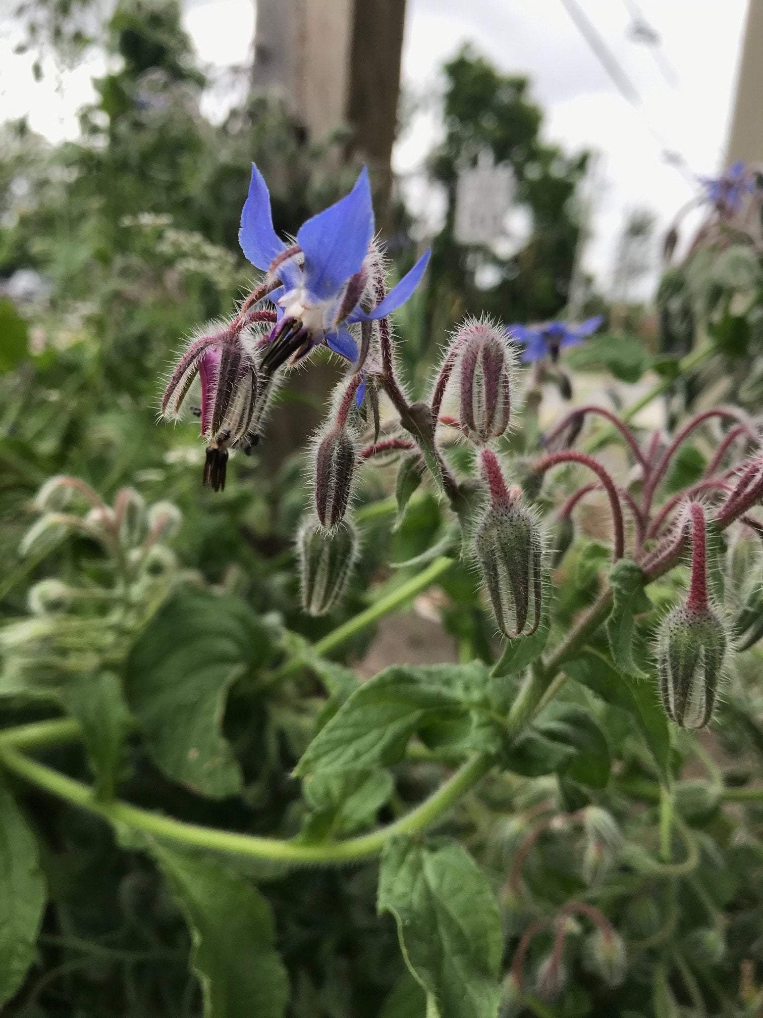 borage seed to flower time Herb Seeds - Borage | Sow True Seed