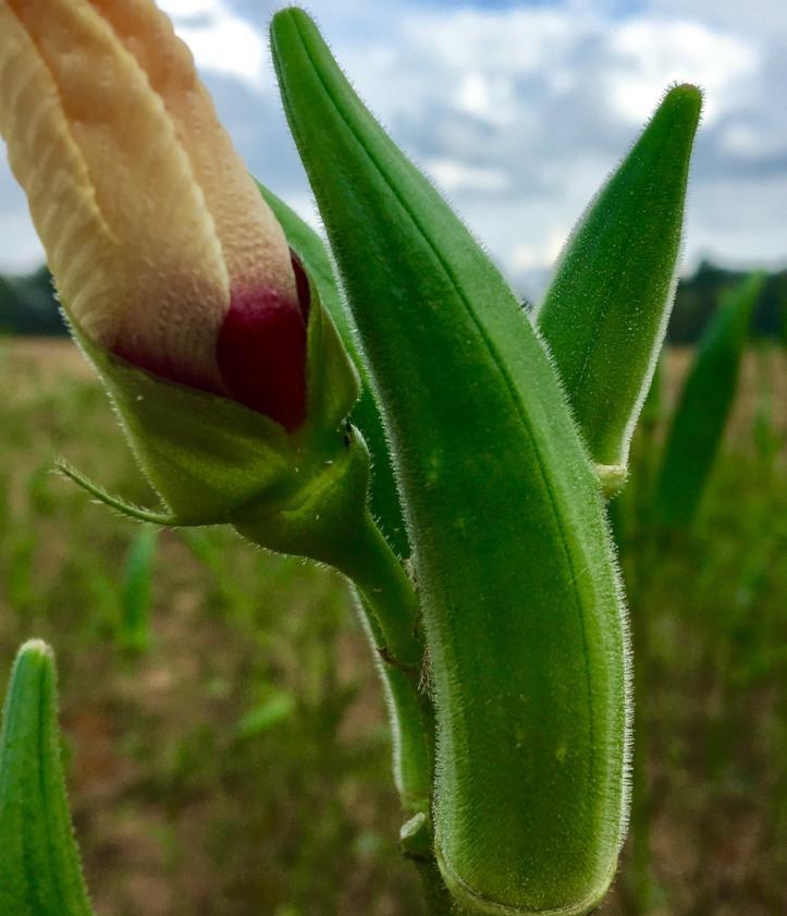 Okra Seeds - Bradford Family - Sow True Seed