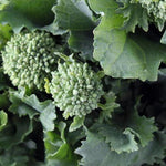 Broccoli Raab Seeds - Spring Rapini, ORGANIC - Sow True Seed
