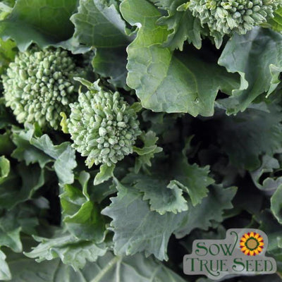 Broccoli Raab Seeds - Spring Rapini, ORGANIC