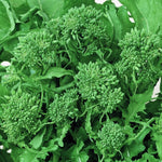 Broccoli Raab Seeds - Spring Rapini, ORGANIC - Sow True Seed